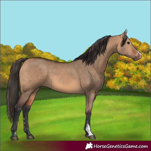 Horse Color:Bay Dun Sabino 