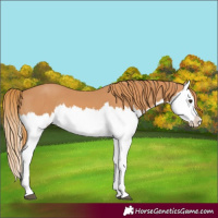 Horse Color:Chestnut Splash 