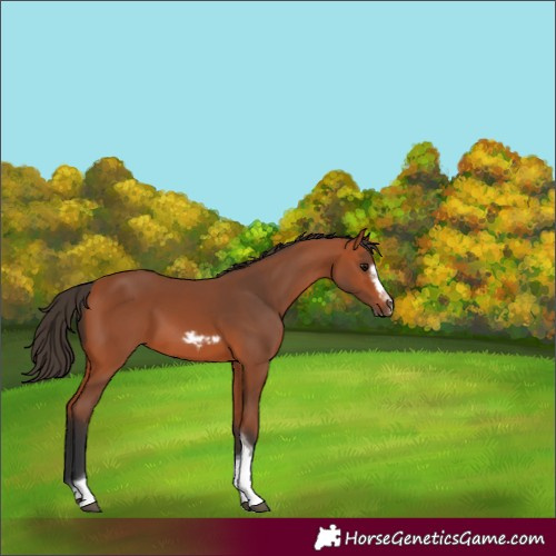 Horse Color:Bay Tobiano Frame