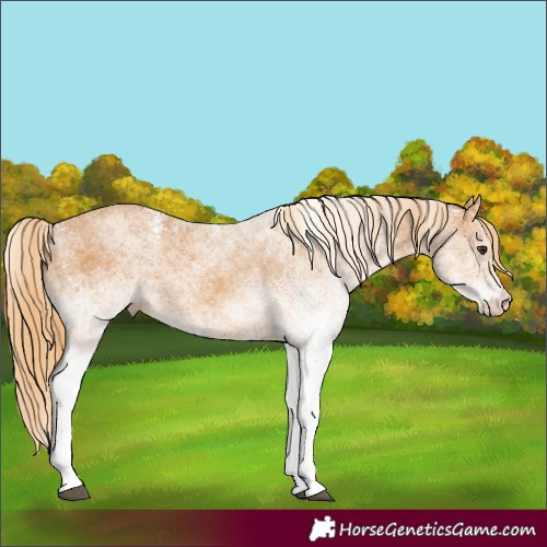 Horse Color:White Spotted Chestnut 