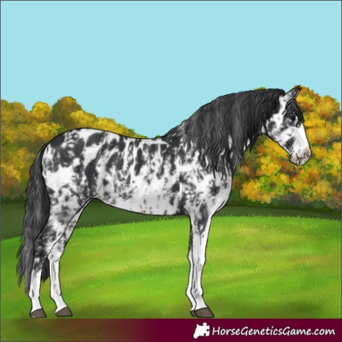 Horse Color:Black Sabino Splash Leopard and Black Sabino Splash Frame Leopard