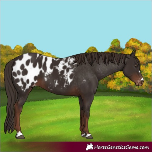 Horse Color:Liver Chestnut Appaloosa 