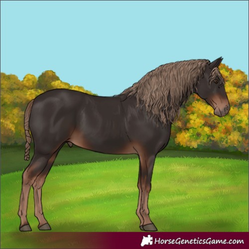 Horse Color:Liver Chestnut