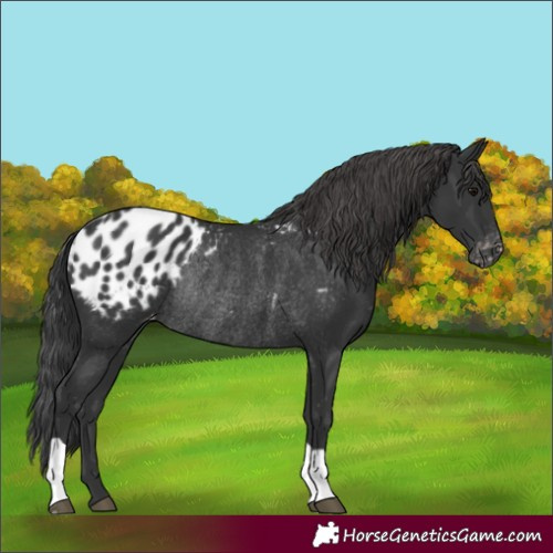 Horse Color:Black Appaloosa Rabicano