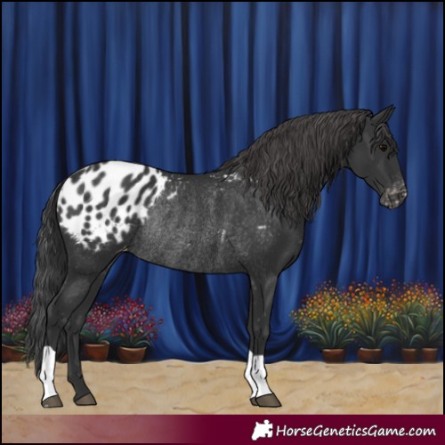 Horse Color:Black Blanket Rabicano