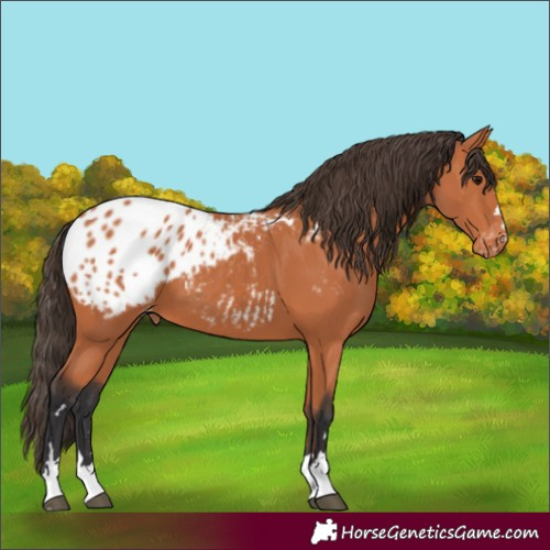 Horse Color:Bay Blanket