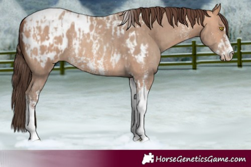 Horse Color:Amber Champagne Sabino Tobiano Blanket  and Amber Champagne Sabino Tobiano Blanket 