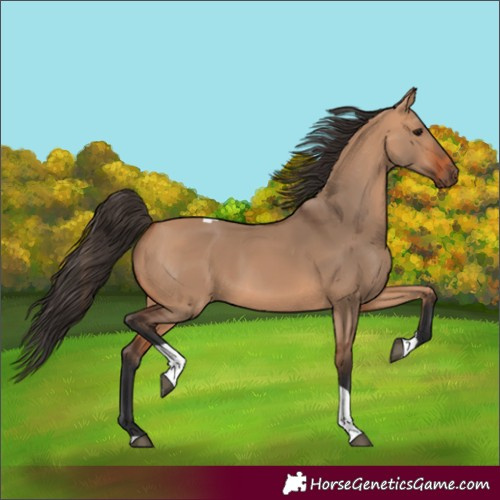 Horse Color:Bay Dun Tobiano Rabicano