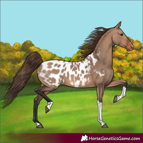 Horse Color:Bay Dun Tobiano Near Leopard Rabicano