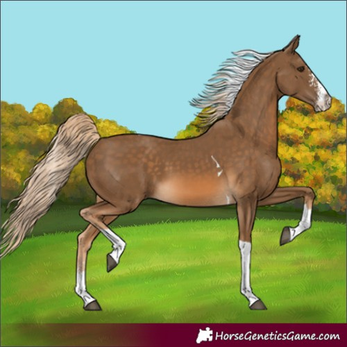 Horse Color:Unknown 
