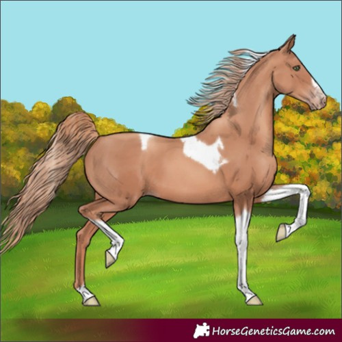 Horse Color:Unknown 
