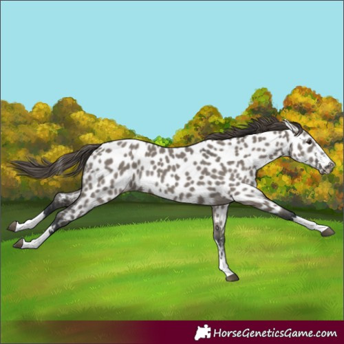 Horse Color:Grullo Appaloosa 