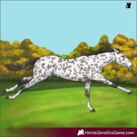Horse Color:Grullo Near Leopard