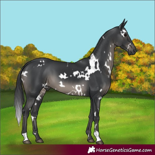 Horse Color:White Spotted Black 