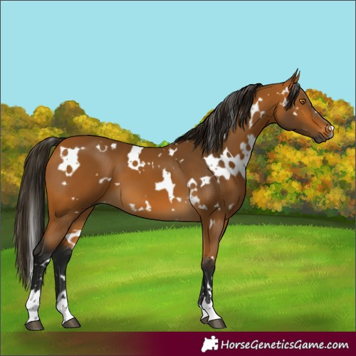 Horse Color:Gray White Spotted Buckskin