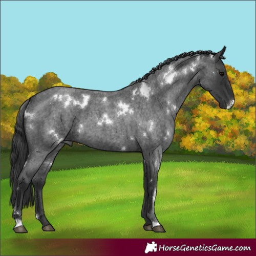 Horse Color:White Spotted Blue Roan 