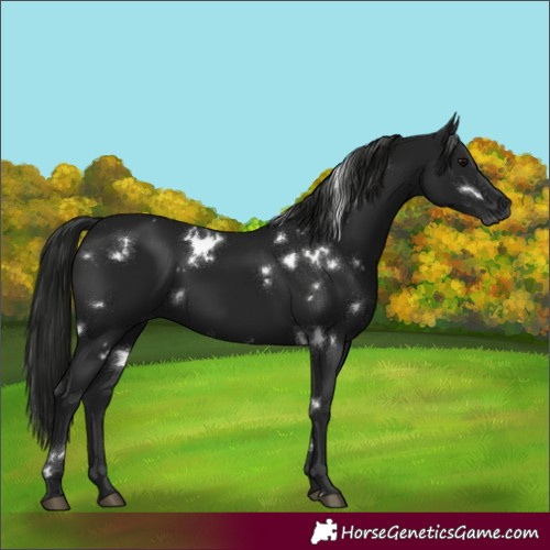 Horse Color:Gray White Spotted Black