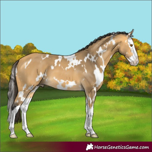 Horse Color:White Spotted Buckskin Splash 