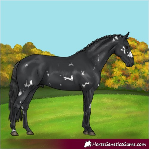 Horse Color:White Spotted Black 