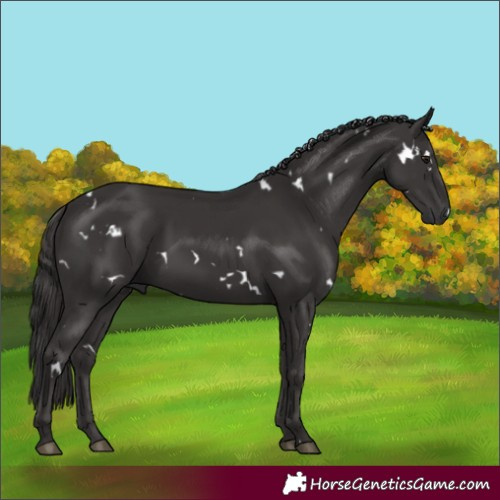 Horse Color:White Spotted Smoky Black