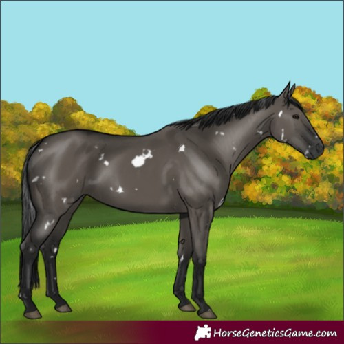 Horse Color:Gray White Spotted Smoky Grullo