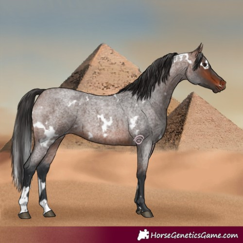 Horse Color:White Spotted Brown Roan 