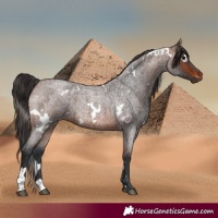 Horse Color:White Spotted Brown Roan