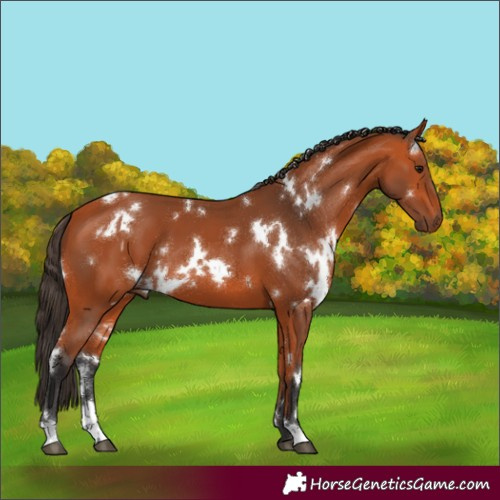 Horse Color:White Spotted Bay