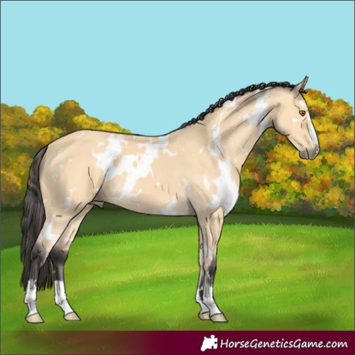 Horse Color:White Spotted Buckskin 