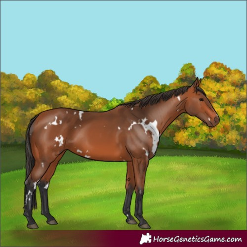 Horse Color:White Spotted Bay
