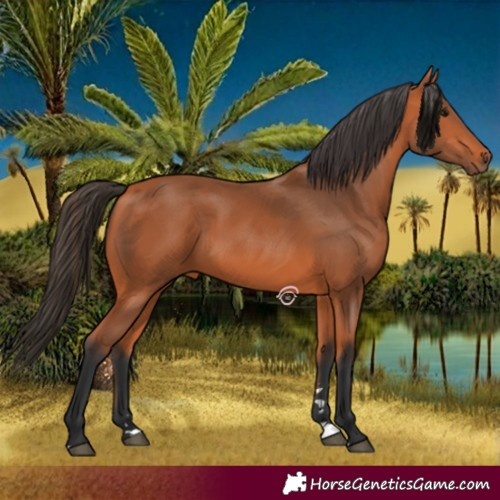 Horse Color:Bay 