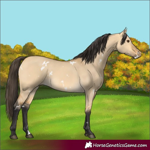Horse Color:White Spotted Buckskin Dun 