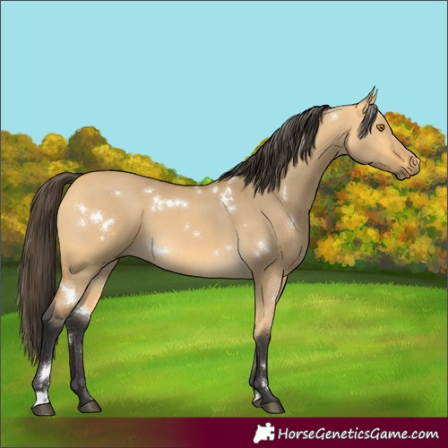 Horse Color:White Spotted Buckskin Dun 