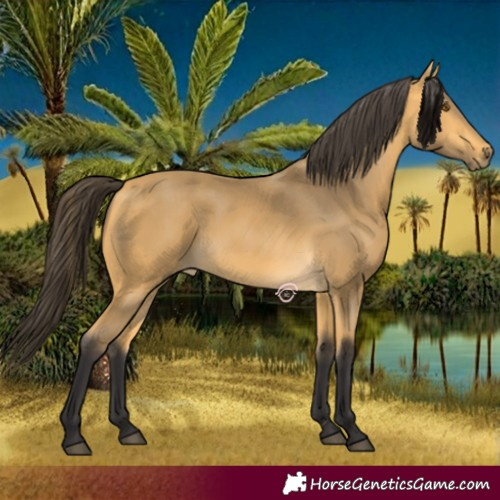 Horse Color:Buckskin 
