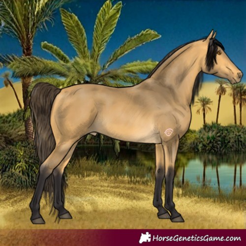 Horse Color:Buckskin
