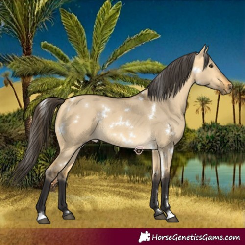 Horse Color:White Spotted Buckskin Dun Rabicano 