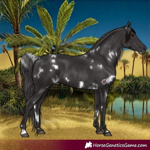 Horse Color:White Spotted Smoky Black