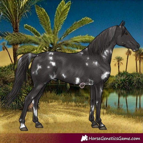 Horse Color:White Spotted Smoky Black