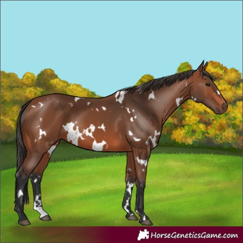 Horse Color:White Spotted Bay 
