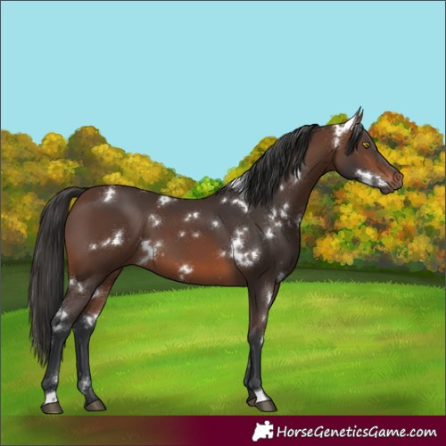 Horse Color:White Spotted Brown