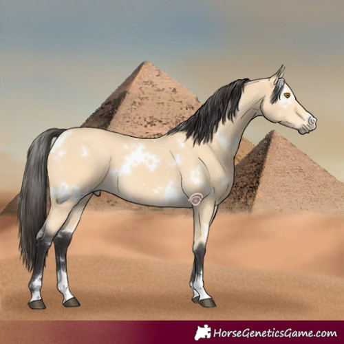 Horse Color:White Spotted Buckskin