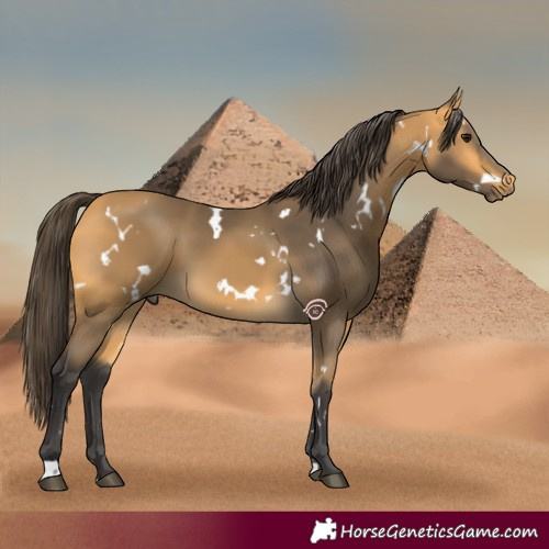 Horse Color:White Spotted Buckskin