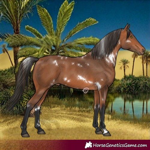 Horse Color:White Spotted Bay 