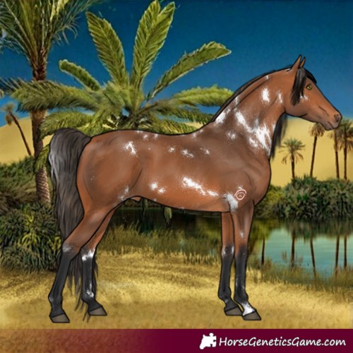 Horse Color:White Spotted Bay
