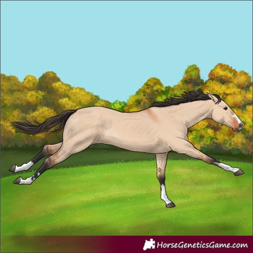 Horse Color:Bay Dun 