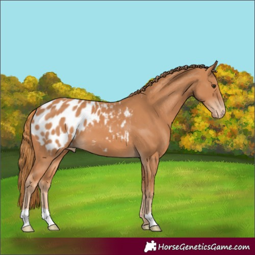 Horse Color:Chestnut Appaloosa