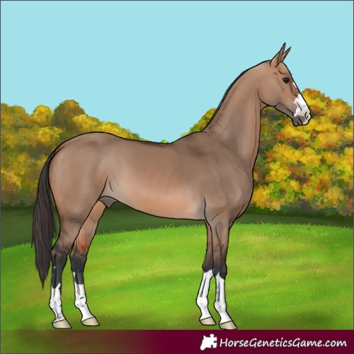 Horse Color:Bay Dun