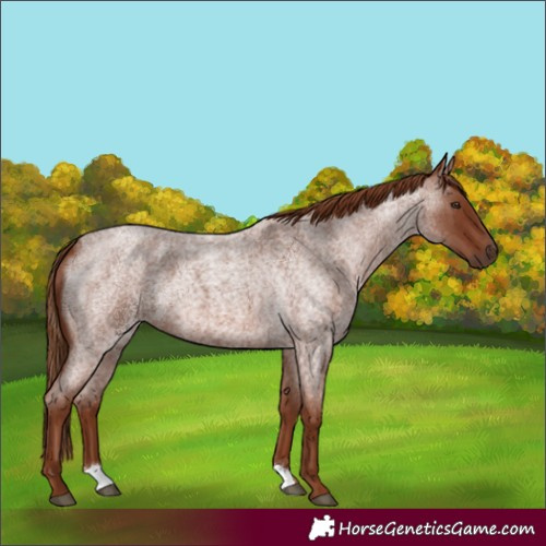 Horse Color:Red Roan