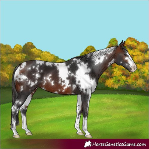 Horse Color:White Spotted Bay