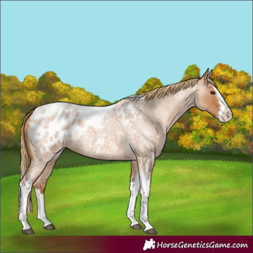 Horse Color:Red Roan Splash Tobiano Appaloosa
